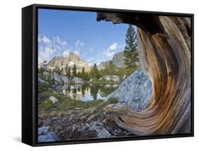 USA, California, Inyo NF. Old pine and tarn next to Garnet Lake.-Don Paulson-Framed Stretched Canvas