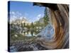 USA, California, Inyo NF. Old pine and tarn next to Garnet Lake.-Don Paulson-Stretched Canvas