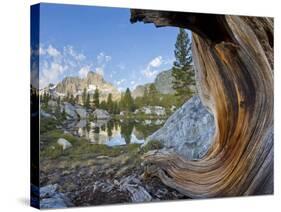 USA, California, Inyo NF. Old pine and tarn next to Garnet Lake.-Don Paulson-Stretched Canvas