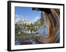 USA, California, Inyo NF. Old pine and tarn next to Garnet Lake.-Don Paulson-Framed Photographic Print