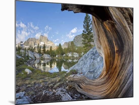 USA, California, Inyo NF. Old pine and tarn next to Garnet Lake.-Don Paulson-Mounted Photographic Print