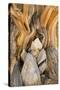 USA, California, Inyo NF. Patterns in bristlecone pine wood.-Don Paulson-Stretched Canvas