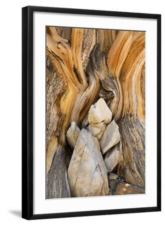 'USA, California, Inyo NF. Patterns in bristlecone pine wood ...