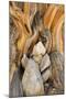 USA, California, Inyo NF. Patterns in bristlecone pine wood.-Don Paulson-Mounted Photographic Print