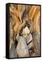 USA, California, Inyo NF. Patterns in bristlecone pine wood.-Don Paulson-Framed Stretched Canvas