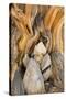 USA, California, Inyo NF. Patterns in bristlecone pine wood.-Don Paulson-Stretched Canvas
