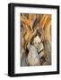 USA, California, Inyo NF. Patterns in bristlecone pine wood.-Don Paulson-Framed Photographic Print