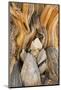 USA, California, Inyo NF. Patterns in bristlecone pine wood.-Don Paulson-Mounted Photographic Print