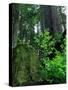 Usa, California. Jedediah Smith Redwoods State Park, tree saplings and moss-covered stump in forest-Merrill Images-Stretched Canvas