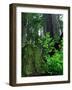 Usa, California. Jedediah Smith Redwoods State Park, tree saplings and moss-covered stump in forest-Merrill Images-Framed Photographic Print