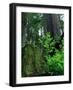 Usa, California. Jedediah Smith Redwoods State Park, tree saplings and moss-covered stump in forest-Merrill Images-Framed Photographic Print