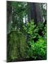 Usa, California. Jedediah Smith Redwoods State Park, tree saplings and moss-covered stump in forest-Merrill Images-Mounted Photographic Print