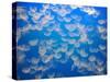 USA, California. Jellyfish in the Monterey Bay Aquarium.-Anna Miller-Stretched Canvas