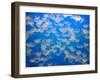 USA, California. Jellyfish in the Monterey Bay Aquarium.-Anna Miller-Framed Premium Photographic Print