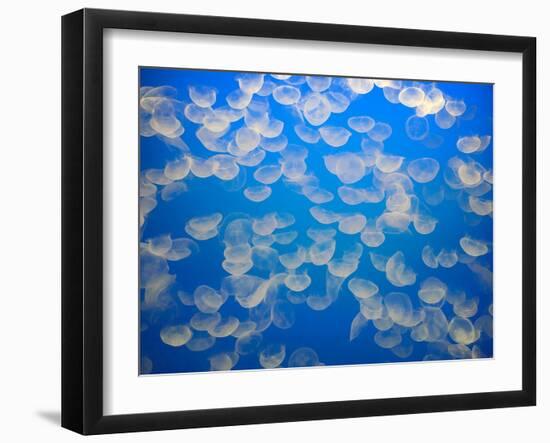 USA, California. Jellyfish in the Monterey Bay Aquarium.-Anna Miller-Framed Premium Photographic Print