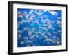 USA, California. Jellyfish in the Monterey Bay Aquarium.-Anna Miller-Framed Premium Photographic Print