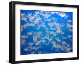 USA, California. Jellyfish in the Monterey Bay Aquarium.-Anna Miller-Framed Premium Photographic Print