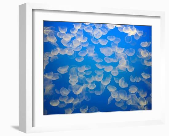 USA, California. Jellyfish in the Monterey Bay Aquarium.-Anna Miller-Framed Premium Photographic Print