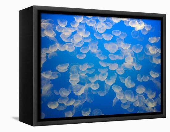 USA, California. Jellyfish in the Monterey Bay Aquarium.-Anna Miller-Framed Stretched Canvas