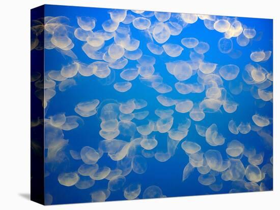 USA, California. Jellyfish in the Monterey Bay Aquarium.-Anna Miller-Stretched Canvas