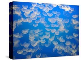 USA, California. Jellyfish in the Monterey Bay Aquarium.-Anna Miller-Stretched Canvas