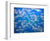 USA, California. Jellyfish in the Monterey Bay Aquarium.-Anna Miller-Framed Photographic Print