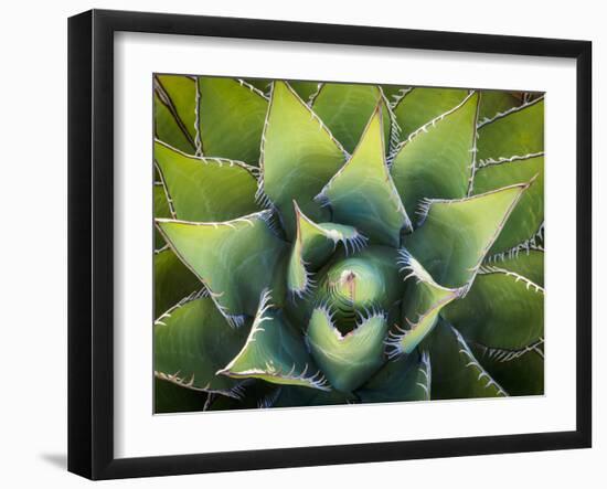 Usa, California, Joshua Tree. Agave cactus, viewed from above.-Merrill Images-Framed Premium Photographic Print