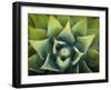 Usa, California, Joshua Tree. Agave cactus, viewed from above.-Merrill Images-Framed Premium Photographic Print