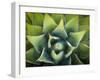 Usa, California, Joshua Tree. Agave cactus, viewed from above.-Merrill Images-Framed Premium Photographic Print