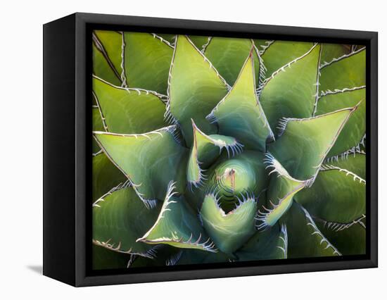 Usa, California, Joshua Tree. Agave cactus, viewed from above.-Merrill Images-Framed Stretched Canvas