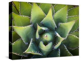 Usa, California, Joshua Tree. Agave cactus, viewed from above.-Merrill Images-Stretched Canvas