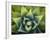 Usa, California, Joshua Tree. Agave cactus, viewed from above.-Merrill Images-Framed Photographic Print