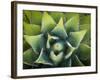 Usa, California, Joshua Tree. Agave cactus, viewed from above.-Merrill Images-Framed Photographic Print