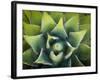 Usa, California, Joshua Tree. Agave cactus, viewed from above.-Merrill Images-Framed Photographic Print