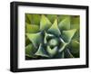 Usa, California, Joshua Tree. Agave cactus, viewed from above.-Merrill Images-Framed Photographic Print