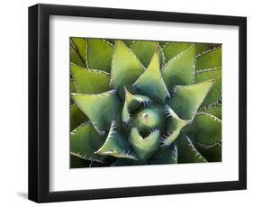 Usa, California, Joshua Tree. Agave cactus, viewed from above.-Merrill Images-Framed Photographic Print