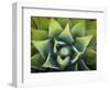 Usa, California, Joshua Tree. Agave cactus, viewed from above.-Merrill Images-Framed Photographic Print