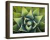 Usa, California, Joshua Tree. Agave cactus, viewed from above.-Merrill Images-Framed Photographic Print
