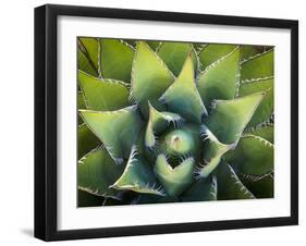 Usa, California, Joshua Tree. Agave cactus, viewed from above.-Merrill Images-Framed Photographic Print