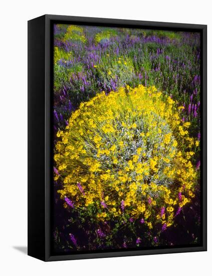 USA, California, Joshua Tree Brittlebush and Lupine Wildflowers-Jaynes Gallery-Framed Stretched Canvas