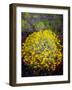 USA, California, Joshua Tree Brittlebush and Lupine Wildflowers-Jaynes Gallery-Framed Photographic Print