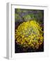 USA, California, Joshua Tree Brittlebush and Lupine Wildflowers-Jaynes Gallery-Framed Photographic Print