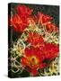 USA, California, Joshua Tree Claret Cup Cactus Wildflowers-Jaynes Gallery-Stretched Canvas