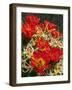 USA, California, Joshua Tree Claret Cup Cactus Wildflowers-Jaynes Gallery-Framed Photographic Print