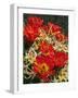 USA, California, Joshua Tree Claret Cup Cactus Wildflowers-Jaynes Gallery-Framed Photographic Print