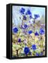 USA, California, Joshua Tree Desert Bell or Phacelia Wildflowers-Jaynes Gallery-Framed Stretched Canvas