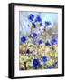 USA, California, Joshua Tree Desert Bell or Phacelia Wildflowers-Jaynes Gallery-Framed Photographic Print