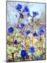 USA, California, Joshua Tree Desert Bell or Phacelia Wildflowers-Jaynes Gallery-Mounted Photographic Print