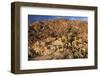 USA, California, Joshua Tree. Desert Landscape of Joshua Tree-Kymri Wilt-Framed Photographic Print