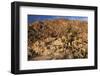 USA, California, Joshua Tree. Desert Landscape of Joshua Tree-Kymri Wilt-Framed Photographic Print